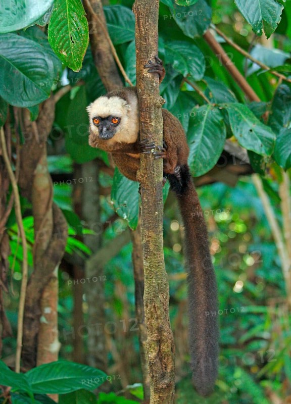 Adult white-fronted brown white-headed lemur