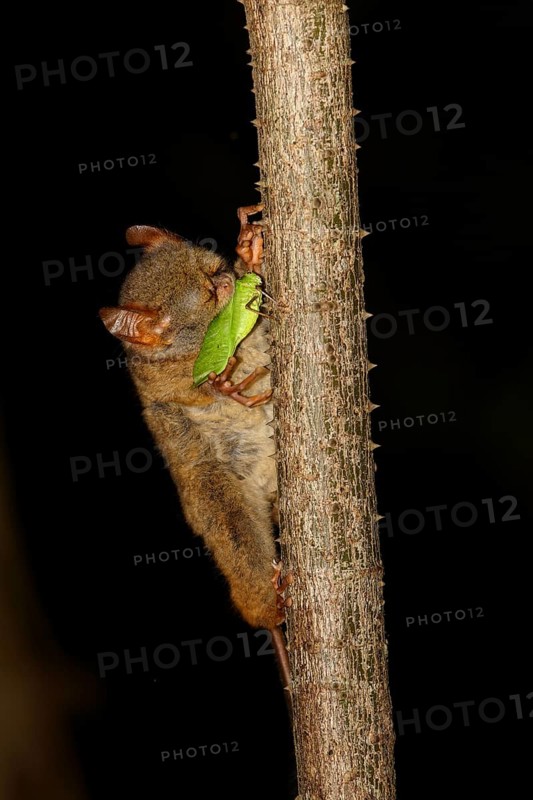 Adult spectral tarsier