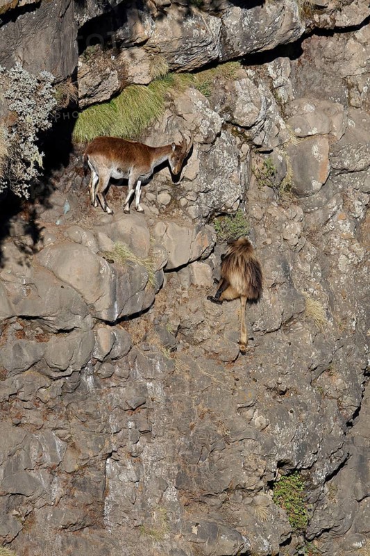 Ethiopian Ibex