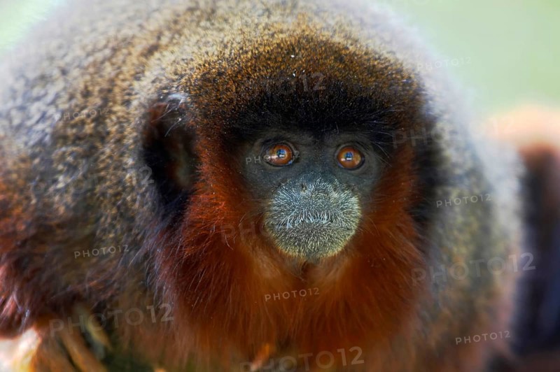 Coppery titi