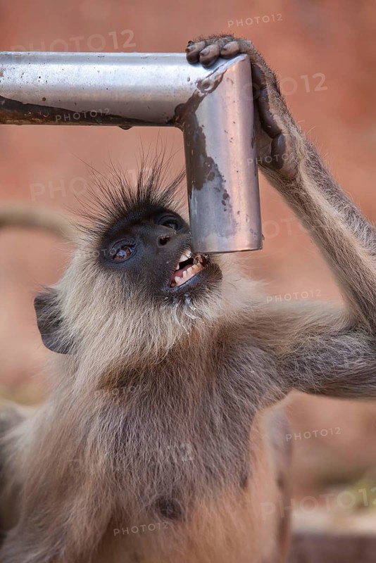 Grey langur of the southern plains gray langur
