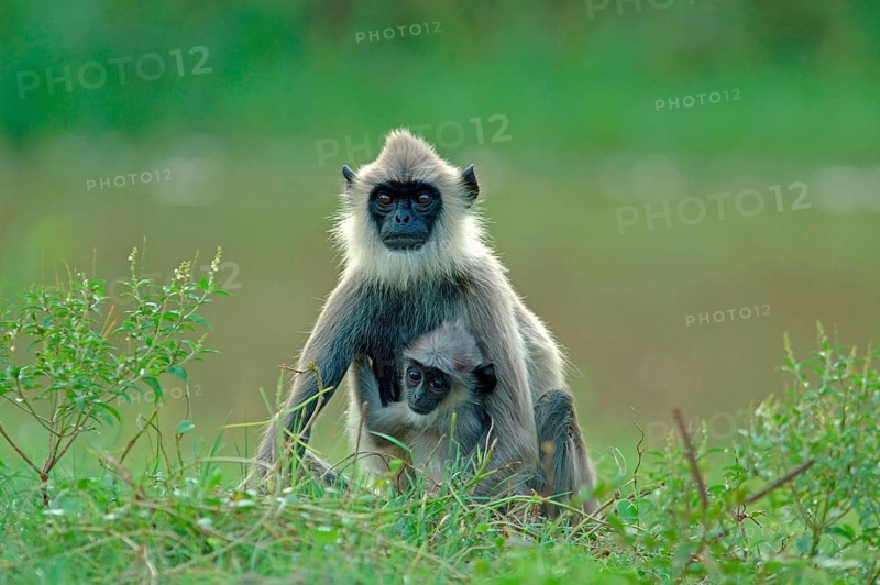 Grey bush langur