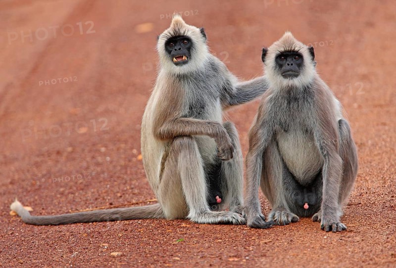 Tufted grey tufted gray langur