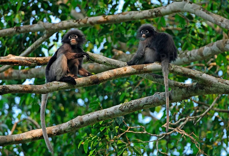 Dusky Leaf dusky leaf monkey