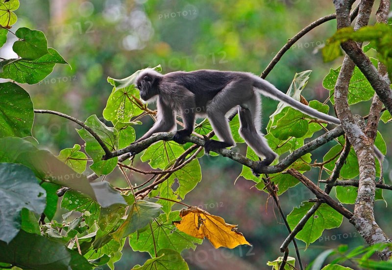 Dusky Leaf dusky leaf monkey