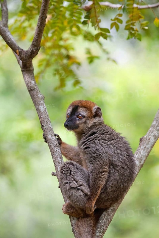 Red-fronted brown red-fronted lemur