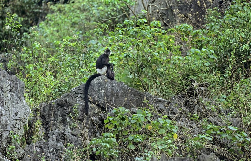 Delacour's Black Langur