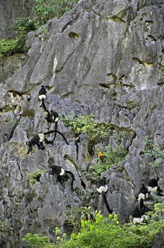 Delacour's delacour's langur