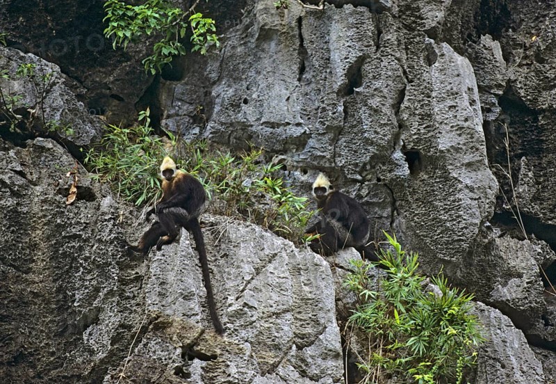 Golden-headed langur