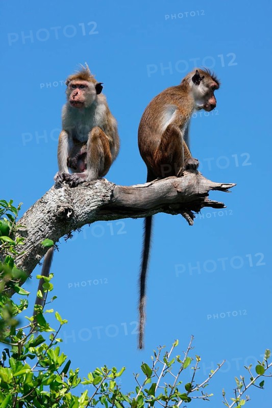 Ceylon hat monkey