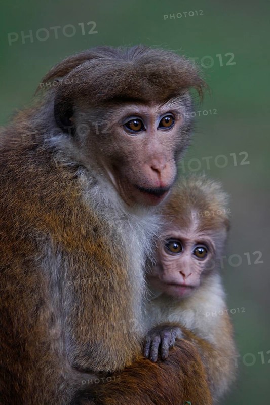 Ceylon Hat Monkey