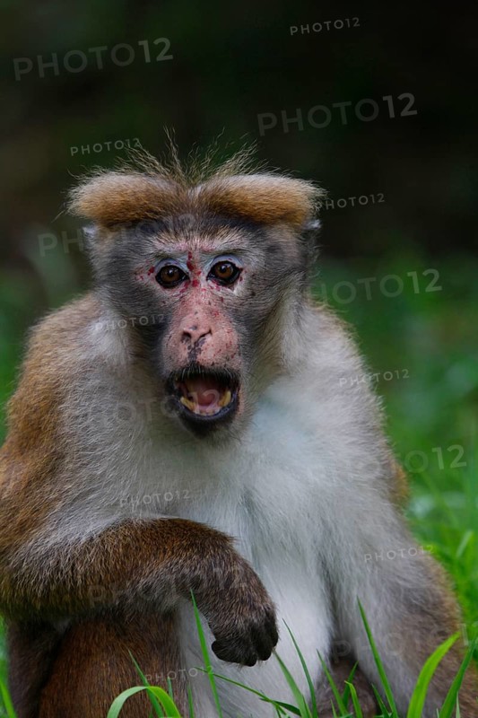 Ceylon Hat Monkey