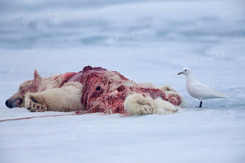 Ivory gull