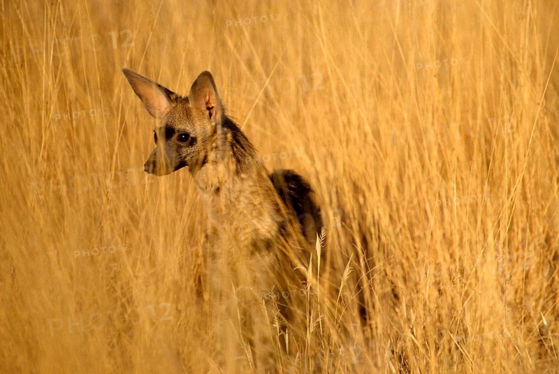Aardwolf