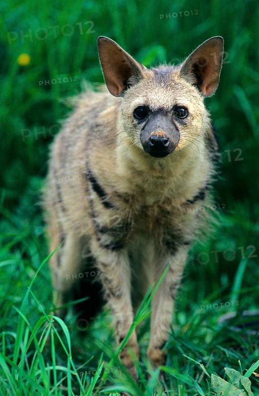 Aardwolf