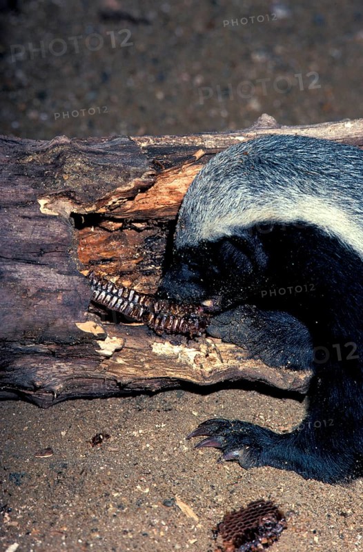 Honey Badger