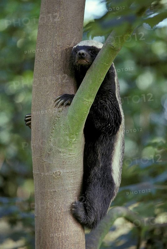 Honey badger