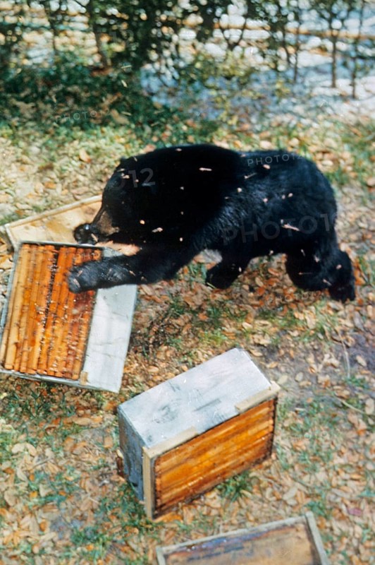 American Black Bear