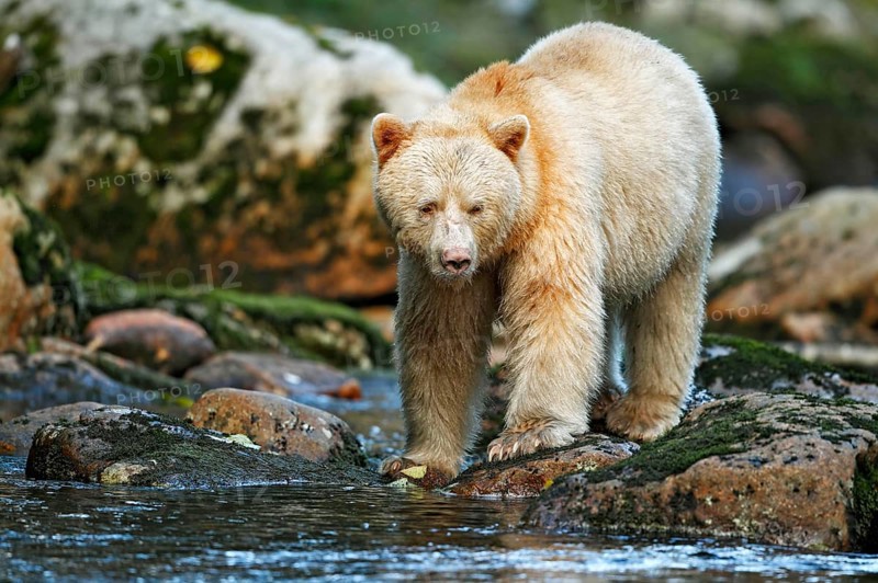 American Black Bear 'Spirit