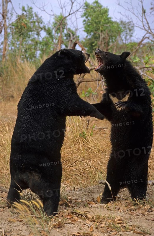 Asiatic black bear