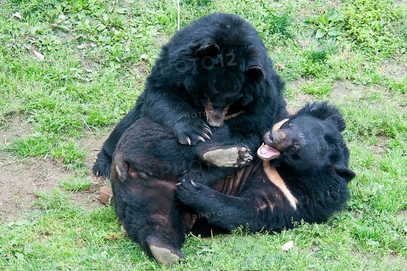Asiatic Black Bear