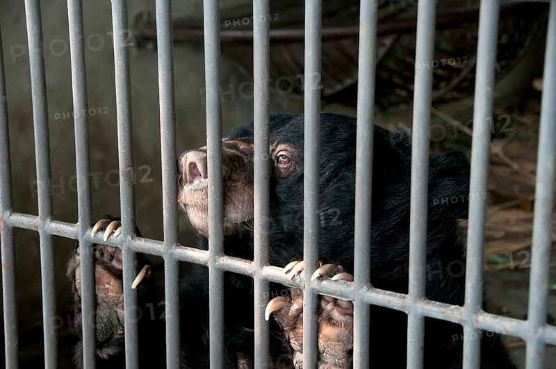 Asiatic Black Bear