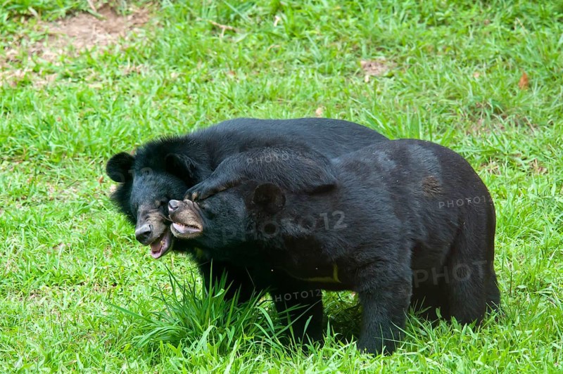 Asiatic Black Bear