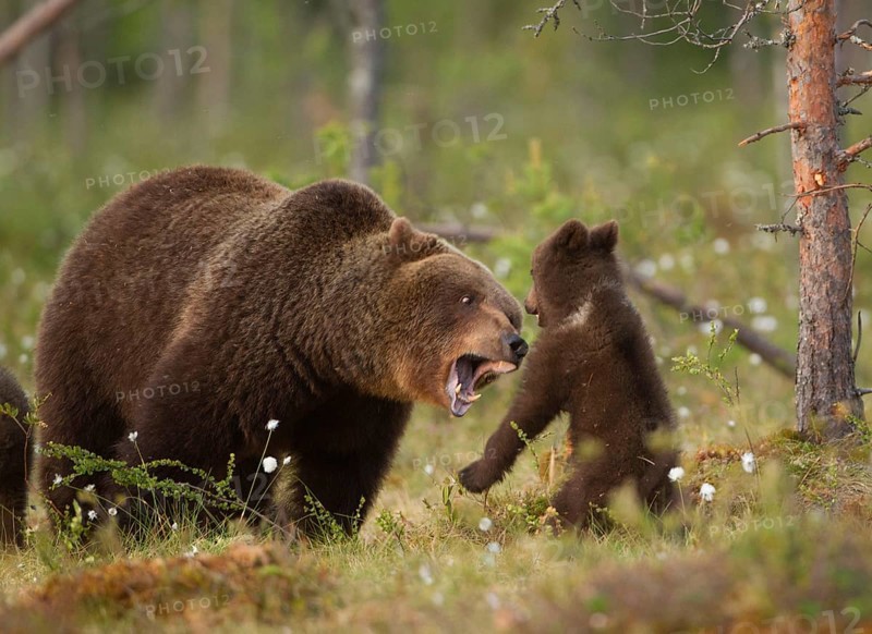 European Brown Bear