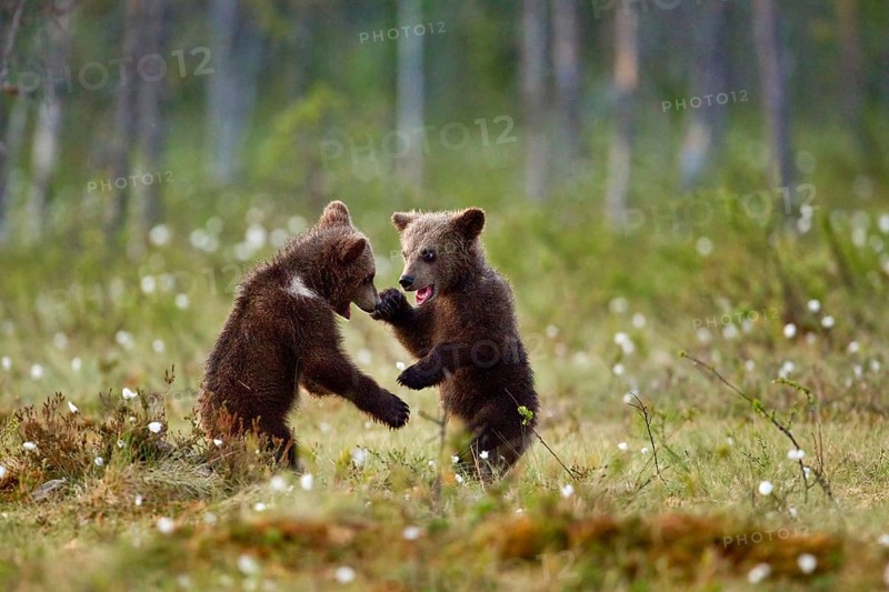 European Brown Bear