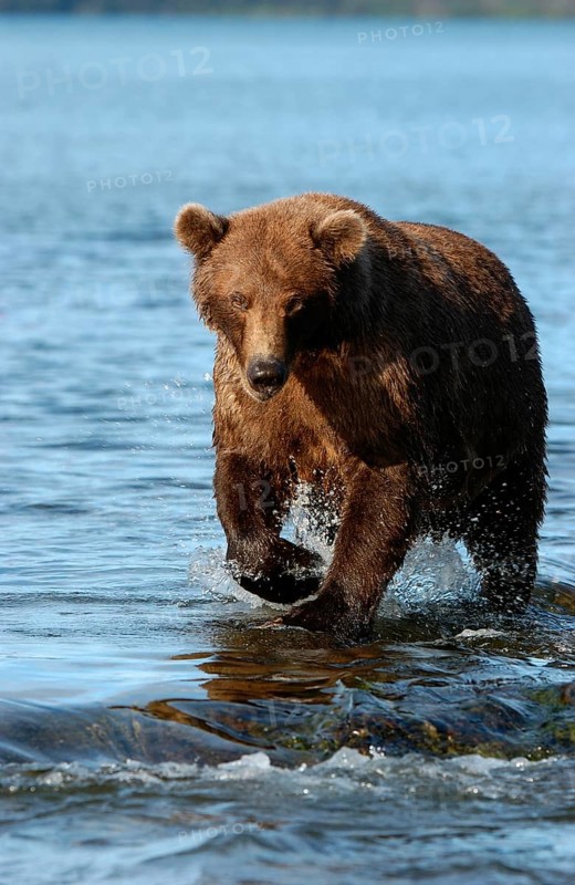 European brown bears