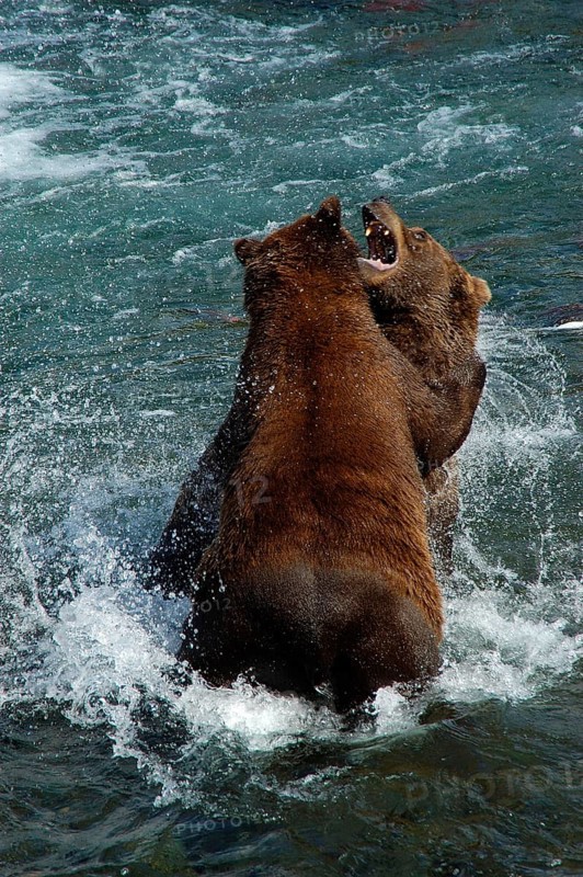 European brown bears