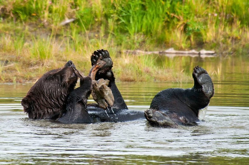 Grizzly Bear