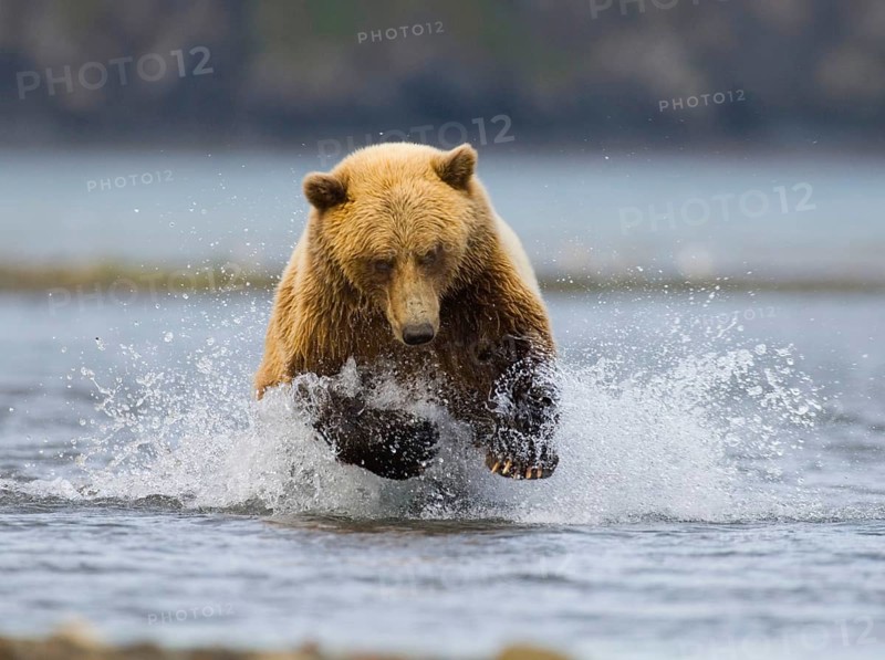 Grizzly bear