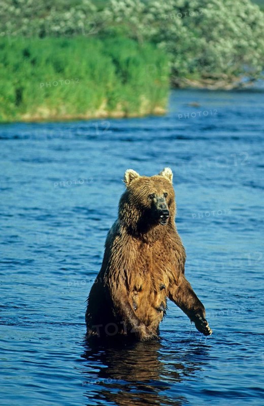 Kodiak Bear