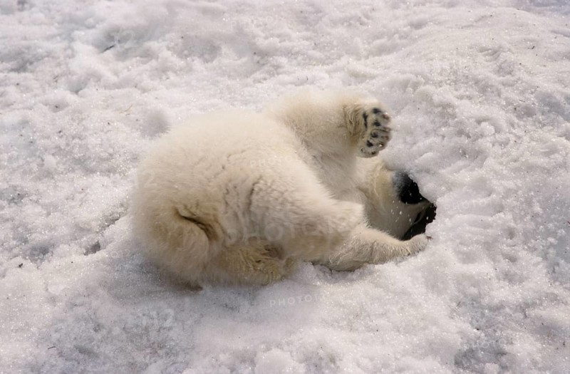 polar bear