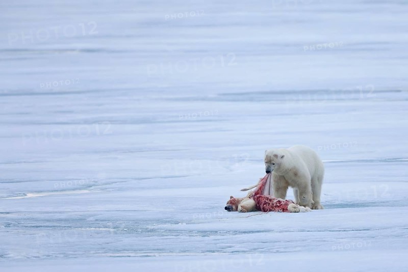 Polar Bear