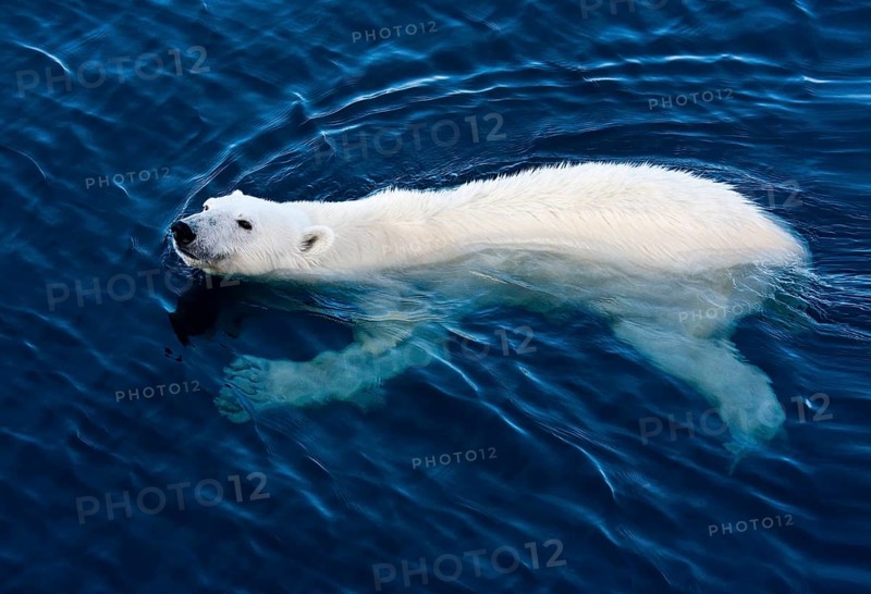 Polar Bear