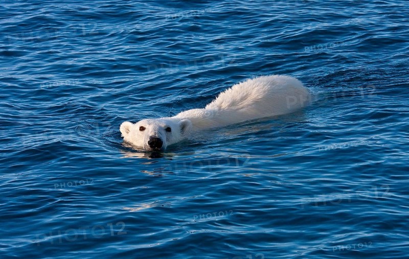 Polar Bear