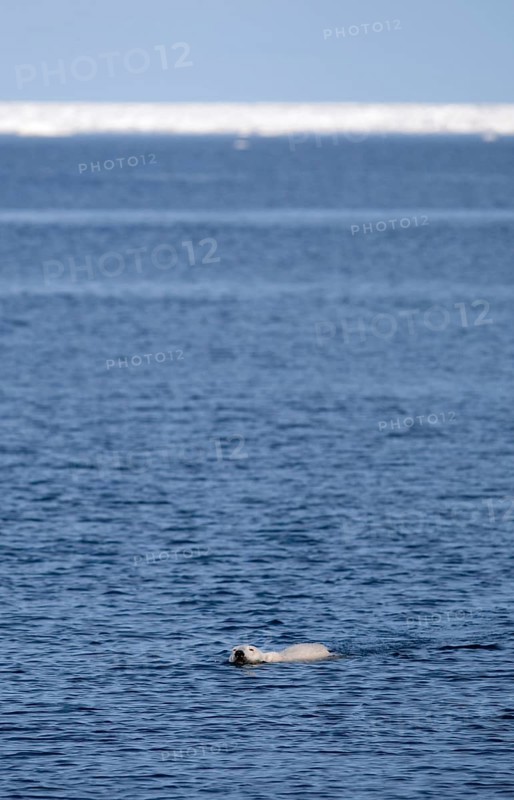 Polar Bear