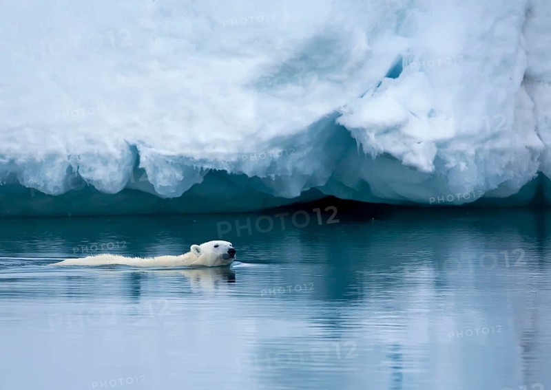 Polar Bear