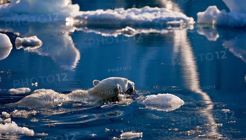 Polar Bear
