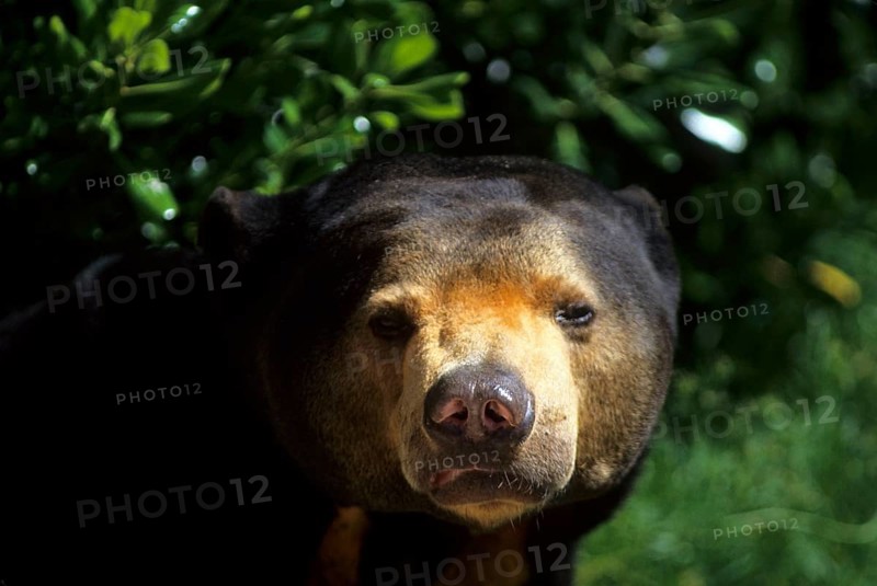 Sun bear