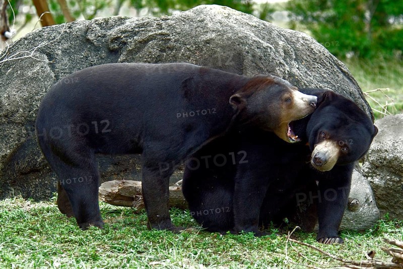 Malayan sun bear