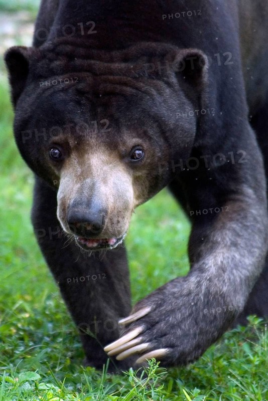 Malayan sun bear
