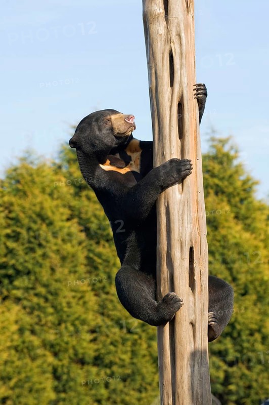 Malayan sun bear