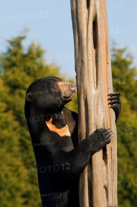 Malayan sun bear