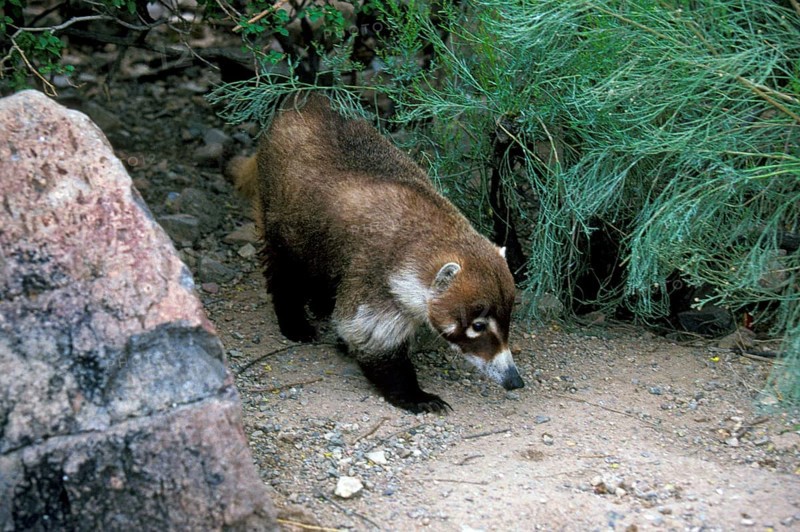 White-nosed Coati