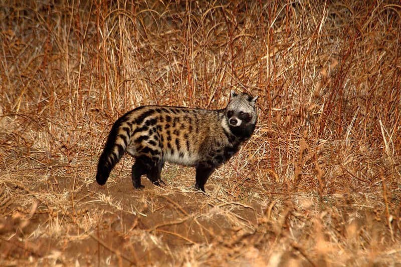 African Civet