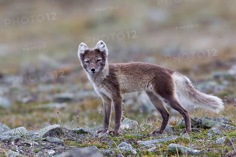 Arctic fox