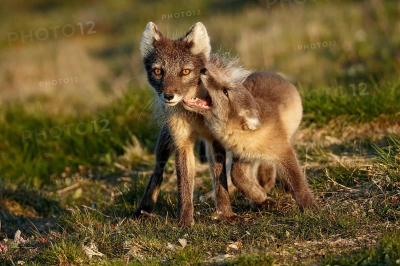 Arctic Fox